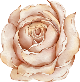 Brown Watercolor rose flower
